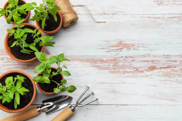 Terracotta saksılarında yetişen küçük fidanlar bahçe aletleri ve kırsal beyaz ahşap bir masa üzerinde sicim ekmeye hazırlar.