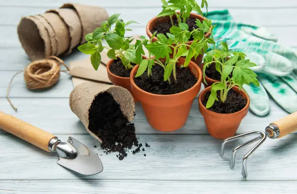 Küçük saksılarda büyüyen tohumlar, ahşap bir masada bahçe aletleri ve eldivenler, ev işleri konsepti.