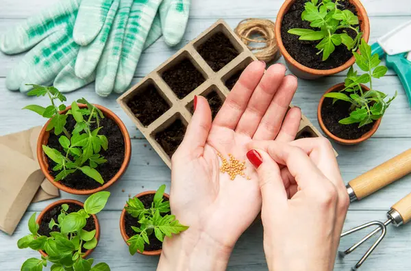 Bahçıvan elindeki tohumları tutarak, saksılara fidanlar ekmeye hazırlanıyor.