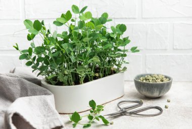 Beyaz bir tencerede büyüyen ev yapımı bezelye mikroçerezleri, yakınlarda makas ve tohumlarla sağlıklı beslenmeyi ve kentsel bahçe işlerini teşvik ediyor.