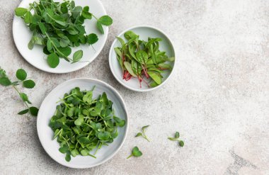 Turp, bezelye ve brokoli mikroçipleri gri arka planda küçük kaselerde yetişiyor.