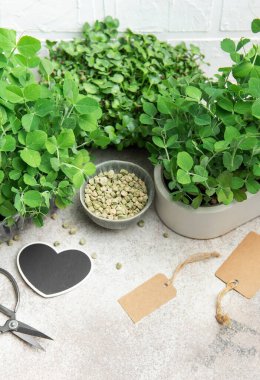 Kaplarda büyüyen mikroçim ve bezelye tohumları, bahçıvanlık araçları ve gri arka planda boş etiketlerle sergileniyor