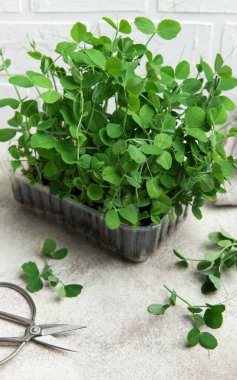 Canlı bezelye filizleri hafif bir yüzeyde bir kabın içinde büyür.