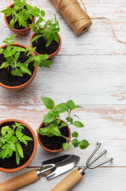 Terracotta saksılarında yetişen küçük fidanlar bahçe aletleri ve kırsal beyaz ahşap bir masa üzerinde sicim ekmeye hazırlar.