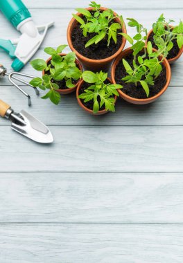 Bahçe aletleri ve kırsal beyaz ahşap bir masada dinlenen genç bitkiler, ekime hazır.