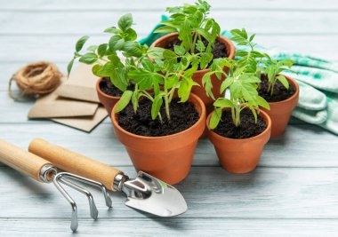 Küçük saksılarda büyüyen tohumlar, ahşap bir masada bahçe aletleri ve eldivenler, ev işleri konsepti.