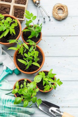 Saksıda büyüyen tohumlar, ahşap bir masa üzerinde bahçe aletleri ve eldivenler, bahçıvanlık ve ekme konsepti