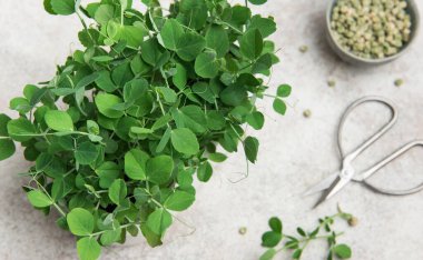 Masada sergilenen makas ve tohumlarla taze toplanmış bezelye mikroyeşillikleri sağlıklı beslenme ve kentsel çiftçiliği gösteriyor.