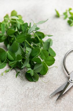 Taze bezelye desenli bir yüzeyde makasın yanında filizlenir.