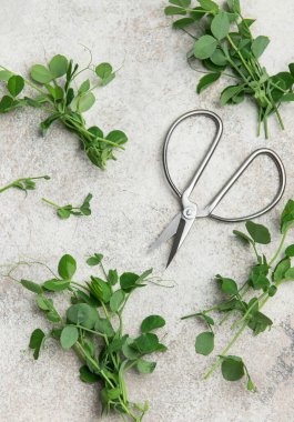 Taze toplanmış bezelye filizleri ve makas gri bir masada, sağlıklı ve lezzetli bir salata hazırlamaya hazır.