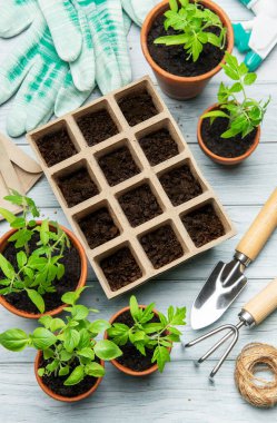 Bahçıvan fidan tepsisi ve küçük terracotta demlikleri hazırlıyor. Tahta bir masada fidanlar, üst manzara.