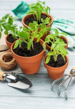 Küçük saksılarda büyüyen tohumlar, ahşap bir masada bahçe aletleri ve eldivenler, ev işleri konsepti.