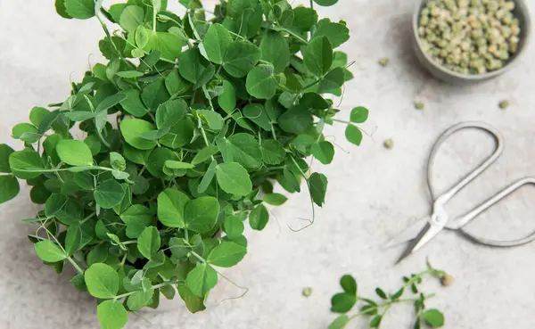 Masada sergilenen makas ve tohumlarla taze toplanmış bezelye mikroyeşillikleri sağlıklı beslenme ve kentsel çiftçiliği gösteriyor.