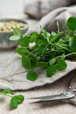 Taze, canlı bezelye filizleri, kurutulmuş bezelye ve makasın yanında kullanıma hazır bir mutfak havlusunda sergilenir.