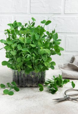 Mutfak masasında şeffaf plastik bir kabın içinde büyüyen taze, canlı bezelye mikroyeşillikleri. Makasla biçilmeye hazır.