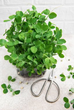 Plastik kabın içinde büyüyen bezelye ve makas mikroçipleri hasat için hazır.