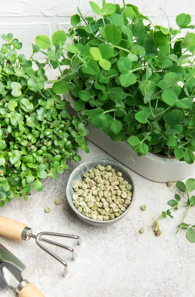 Açık arkaplanda turp ve bezelye filizleri, tohumlar ve bahçe aletleriyle mikroçim yetiştirme seti