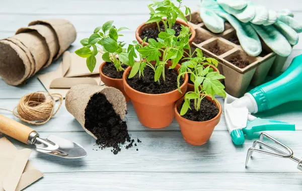 Küçük saksılarda büyüyen tohumlar, ahşap bir masada bahçe aletleri ve eldivenler, ev işleri konsepti.