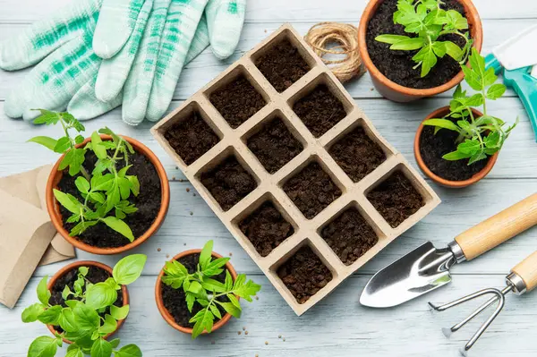 Bahçıvan fidan tepsisi ve küçük terracotta demlikleri hazırlıyor. Tahta bir masada fidanlar, üst manzara.