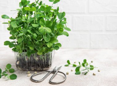 Plastik kabın içinde büyüyen bezelye ve makas mikroçipleri hasat için hazır.