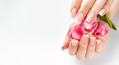Mükemmel Fransız manikürlü, beyaz arka planda pembe laleler tutan kadın elleri.