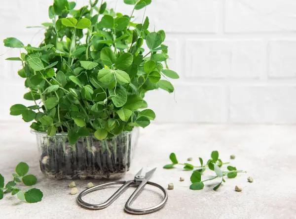 Plastik kabın içinde büyüyen bezelye ve makas mikroçipleri hasat için hazır.