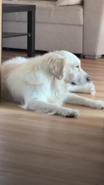 Golden retriever, ahşap bir zeminde sakince yatıyor, rahat bir oturma odasında rahat bir tavır sergiliyor.