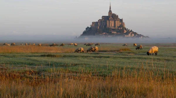 stock image Beautiful landscape view of Le Mont Saint-Michel and Sheeps, Normandy, France.