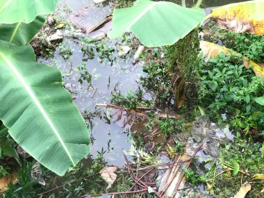 Sel sularındaki ağaçlar, seller, sel basmış çayırlar. Sel yatağı taşmış. Sel basmış ormandaki ağaçların yansımaları.