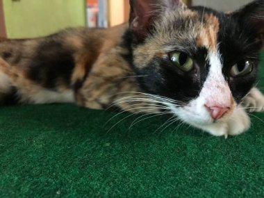 Güzel siyah şirin bir kedinin portresi. Yakından. Sevimli hayvan.