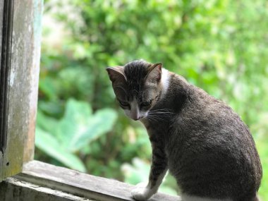 cat black white color on green plant background in morning sunlight
