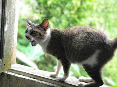 cat black white color on green plant background in morning sunlight