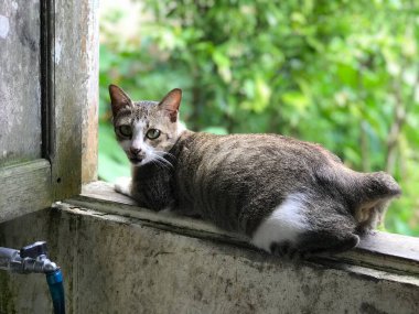 cat black white color on green plant background in morning sunlight