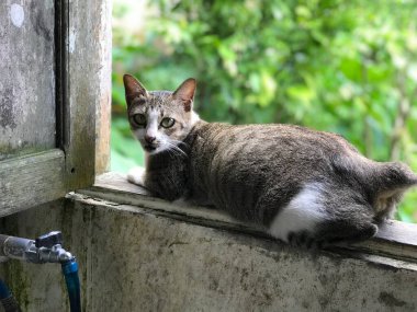 cat black white color on green plant background in morning sunlight