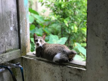 cat black white color on green plant background in morning sunlight