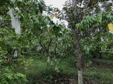 Güzel bir yıldız meyvesi bahçesi doğal yeşil arka plan. Taze ve serin. yıldız meyvesi bahçesi