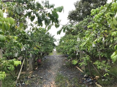 Güzel bir yıldız meyvesi bahçesi doğal yeşil arka plan. Taze ve serin. yıldız meyvesi bahçesi