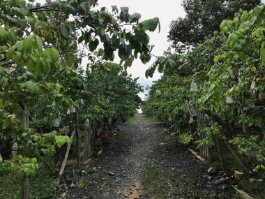 Güzel bir yıldız meyvesi bahçesi doğal yeşil arka plan. Taze ve serin. yıldız meyvesi bahçesi
