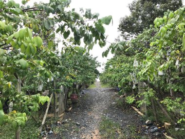 Güzel bir yıldız meyvesi bahçesi doğal yeşil arka plan. Taze ve serin. yıldız meyvesi bahçesi