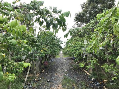 Güzel bir yıldız meyvesi bahçesi doğal yeşil arka plan. Taze ve serin. yıldız meyvesi bahçesi