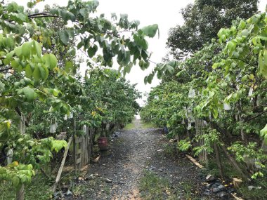 Güzel bir yıldız meyvesi bahçesi doğal yeşil arka plan. Taze ve serin. yıldız meyvesi bahçesi