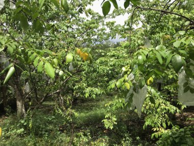 Güzel bir yıldız meyvesi bahçesi doğal yeşil arka plan. Taze ve serin. yıldız meyvesi bahçesi