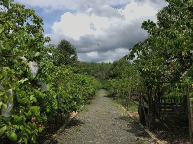 Güzel bir yıldız meyvesi bahçesi doğal yeşil arka plan. Taze ve serin. yıldız meyvesi bahçesi