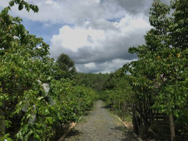 Güzel bir yıldız meyvesi bahçesi doğal yeşil arka plan. Taze ve serin. yıldız meyvesi bahçesi