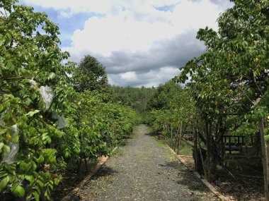 Güzel bir yıldız meyvesi bahçesi doğal yeşil arka plan. Taze ve serin. yıldız meyvesi bahçesi