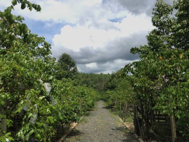 Güzel bir yıldız meyvesi bahçesi doğal yeşil arka plan. Taze ve serin. yıldız meyvesi bahçesi