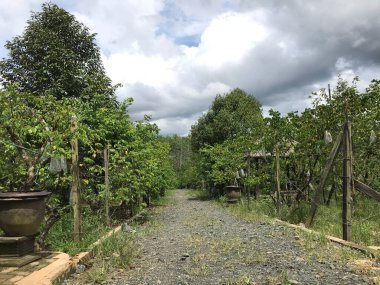 Güzel bir yıldız meyvesi bahçesi doğal yeşil arka plan. Taze ve serin. yıldız meyvesi bahçesi