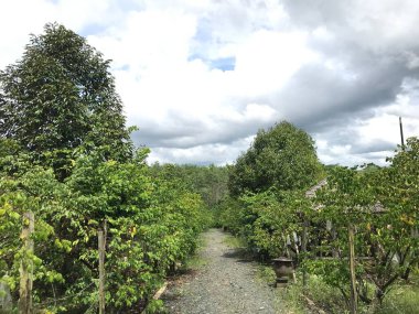 Güzel bir yıldız meyvesi bahçesi doğal yeşil arka plan. Taze ve serin. yıldız meyvesi bahçesi