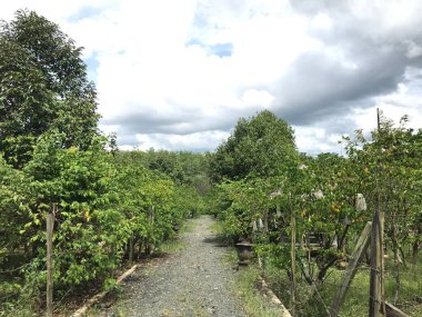 Güzel bir yıldız meyvesi bahçesi doğal yeşil arka plan. Taze ve serin. yıldız meyvesi bahçesi