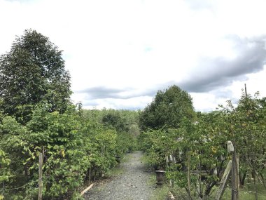 Güzel bir yıldız meyvesi bahçesi doğal yeşil arka plan. Taze ve serin. yıldız meyvesi bahçesi